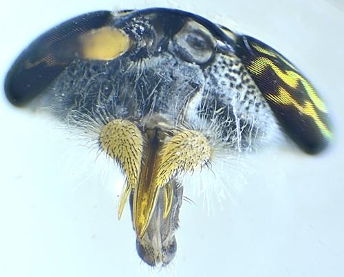 Réf. 315 192 : Haematopota bigoti